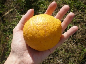 My first lemon!